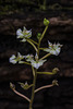 Ponthieva racemosa (Hairy Shadow-witch orchid)
