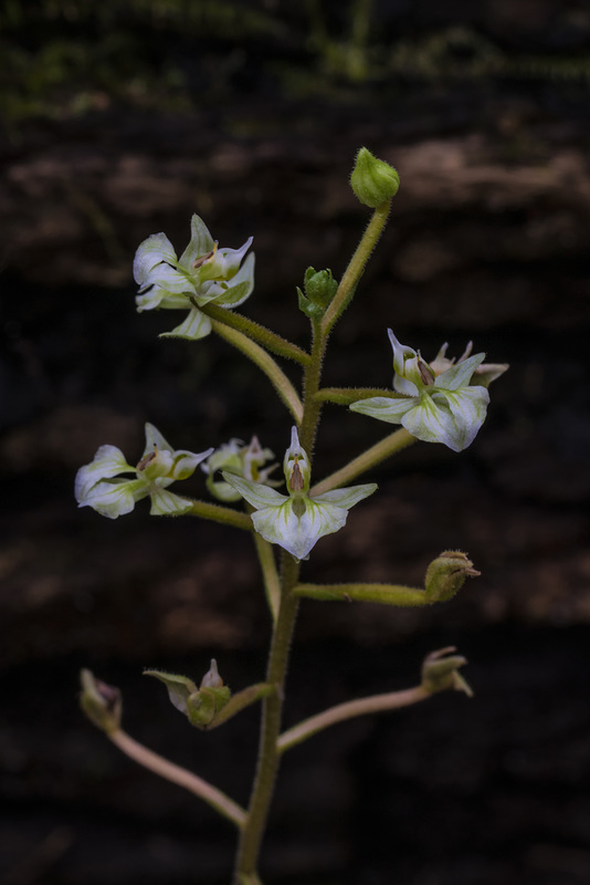 Ponthieva racemosa (Hairy Shadow-witch orchid)