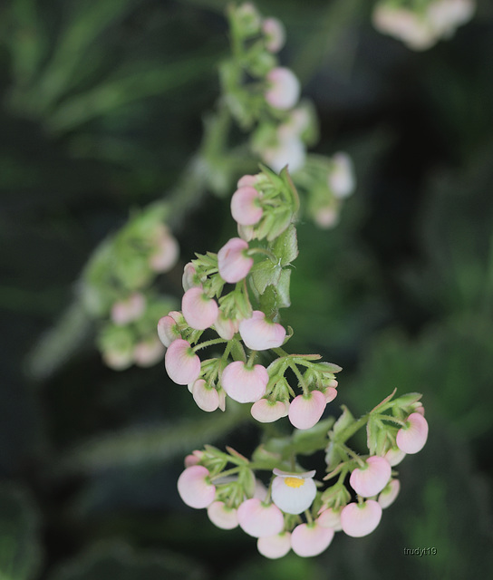 bij de orchideeënhoeve