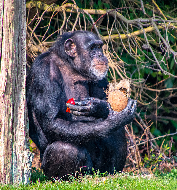 Chimp