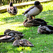 Ducks Resting