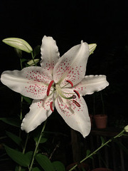 IMG 4568