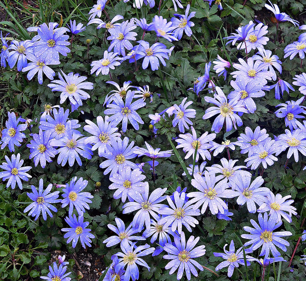 Blue flowers under a grey sky