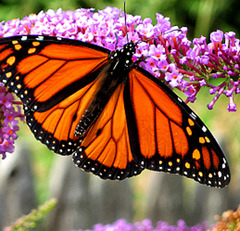 Monarch butterfly (2)