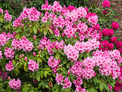 Rhododendron (+ PiPs)