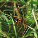 Cicada killer (Sphecius speciosus)