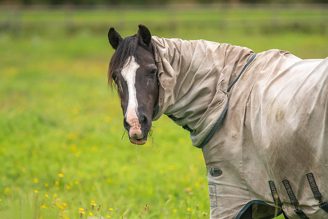 A horse at Parkgate