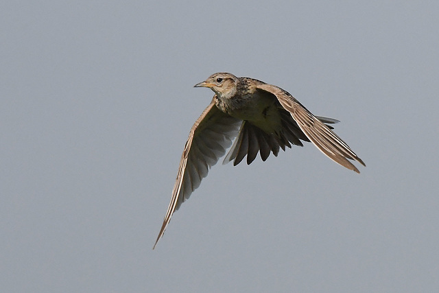 Fliegende  Feldlerche