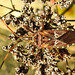 20221029 1971CPw [D~LIP] Amerikanische Kiefernwanze (Leptoglossus occidentalis) [Kiefern-Zapfenwanze], Gewöhnlicher Dost (Origanum vulgare), Bad Salzuflen