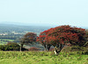 wind warped upland thorn DSC 1138