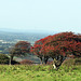 wind warped upland thorn DSC 1138