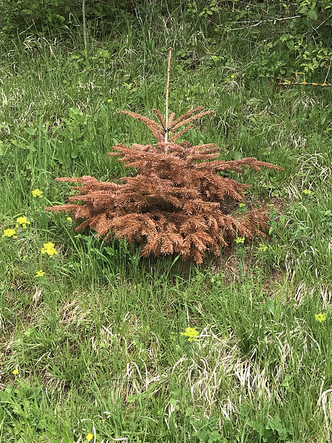 Freddy (Ex. Weihnachtsbaum)