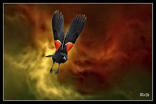 Red Wing Black Bird