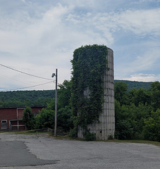 Plantes grimpantes contre silo / Climbing plants against silo