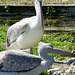 Dalmatian Pelicans