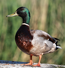 EOS R6m2 Peter Harriman 07 33 16 8890 quackNicholson dpp EOS R6m2 Peter Harriman 07 33 16 8890 quackNicholson dpp