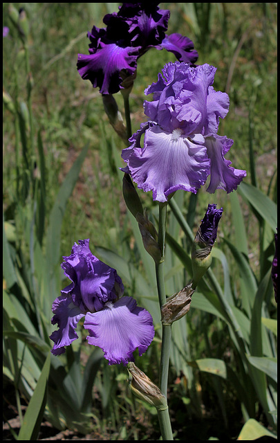 Iris Orchidarium
