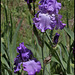 Iris Orchidarium