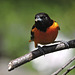 Baltimore Orioles