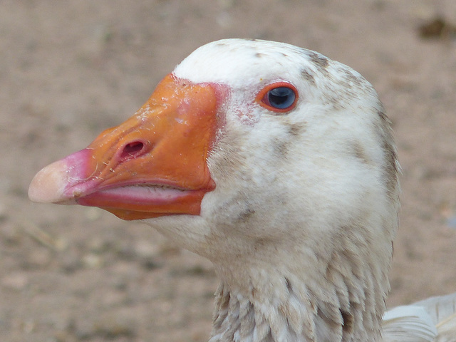 Parc Zoologique de Fréjus (3) - 24 Avril 2017