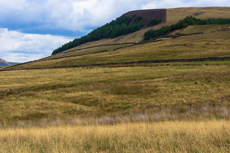 Golden grasses