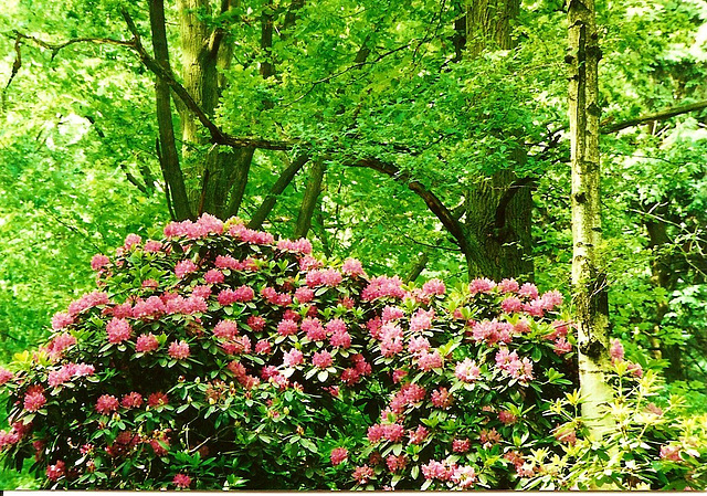 Rhododendron parc