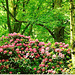 Rhododendron parc