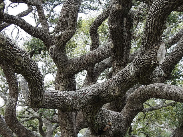 Day 2, at The Big Tree, South Texas