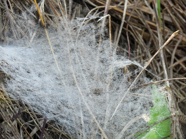 Day 4, spider web in the grass, Aransas, Sedge Wren area