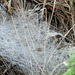 Day 4, spider web in the grass, Aransas, Sedge Wren area