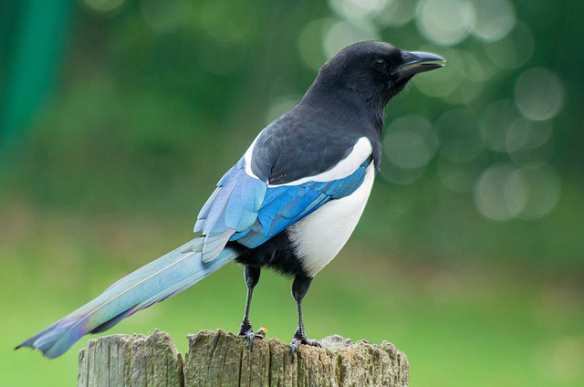 Magpie posing (3)