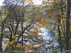 The Dunearn Burn walk - Earl of Moray's estate