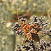 20221029 1972CPw [D~LIP] Amerikanische Kiefernwanze (Leptoglossus occidentalis) [-Zapfenwanze], Gewöhnlicher Dost (Origanum vulgare), Bad Salzuflen