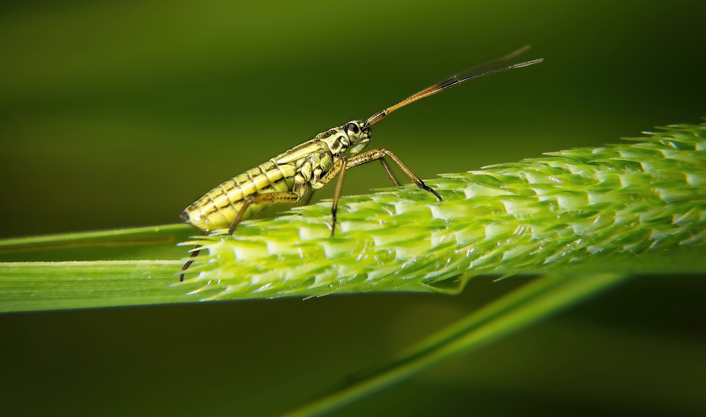 Die Nymphe der Langhaarigen Dolchwanze (Leptopterna dolabrata) :))  The nymph of the long-haired dagger bug (Leptopterna dolabrata) :))  La nymphe de la punaise à poil long (Leptopterna dolabrata) :))