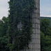 Plantes grimpantes contre silo / Climbing plants against silo (recadrage)