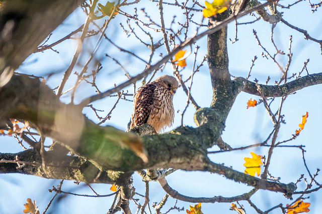 Kestrel