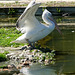 Dalmatian Pelicans