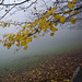 Under the yellow leaves on the grass fades in the fog