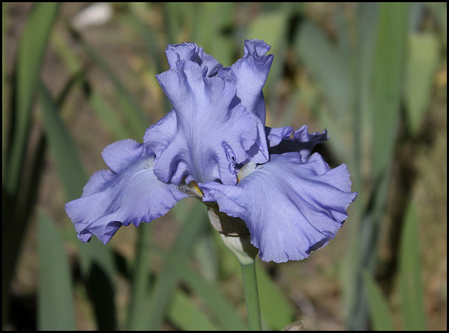 Iris Oregon Skies