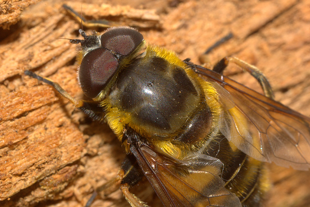 IMG 5096BatmanflyPerivaleNatureReserve30May2015Canon550CanonMPE