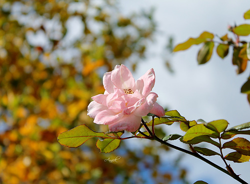 1er jour de l'automne