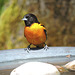 Baltimore Orioles