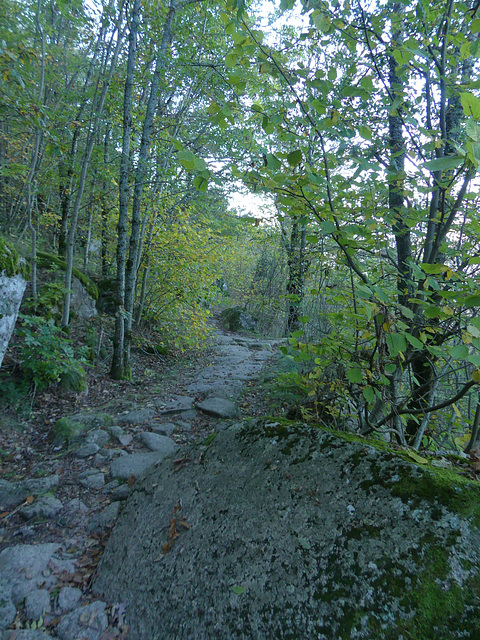 20181018 La Fage (Mt Lozère) et retour (84) al