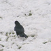 Snow Crow One