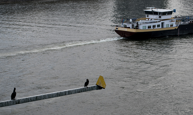 Cologne Hohenzollernbrucke – bird’s life (#0523)