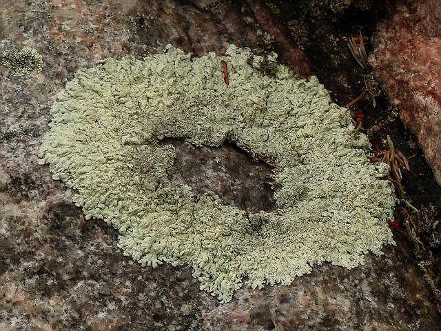 Day 9, Lichen, Sentier de la Pointe-de-l'Islet Trail, Tadoussac