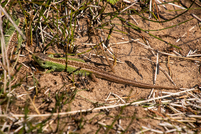 Sand lizard