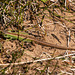 Sand lizard