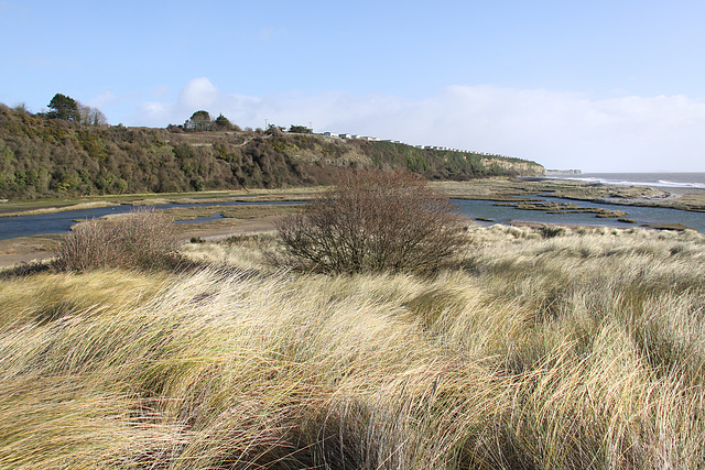 Sea Grass