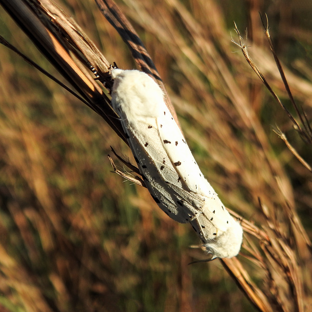 Day 4, Salt Marsh Moths / Estigmene acrea, mating, Aransas